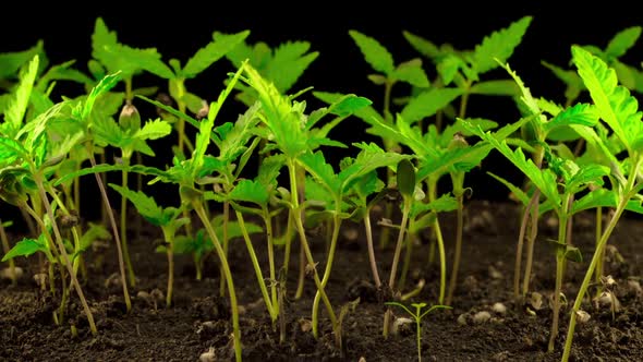 Marijuana Plant Growing