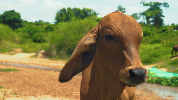 Close up of brown cow outdoors on sunny day in Thailand looking at camera licking nose with long ton