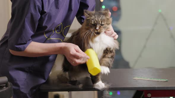 Grooming Combing a Cat in the Salon for Animals