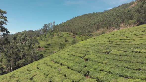 Fly over green tea plantation on hills,  Munnar, India. 