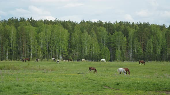 Horses Graze in a Forest Clearing