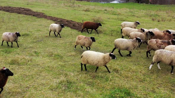 Flock of fluffy colored sheeps on a farm in countryside. Cute domestic animals on a green meadow.