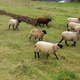 Flock of fluffy colored sheeps on a farm in countryside. Cute domestic animals on a green meadow. - VideoHive Item for Sale
