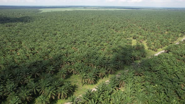 Palm Oil Tree Plantation view from above
