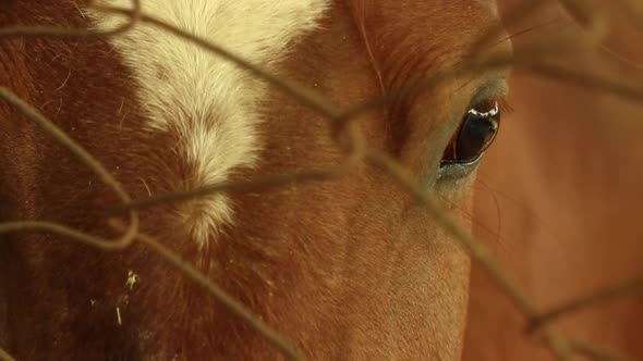 Close up of hand petting brown horse in stable behind the fence.