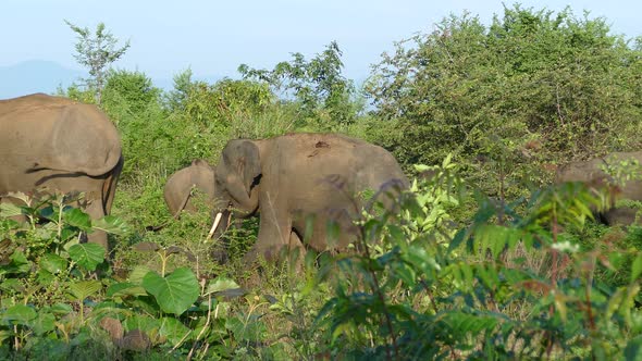 Group Asian elephants walking away 