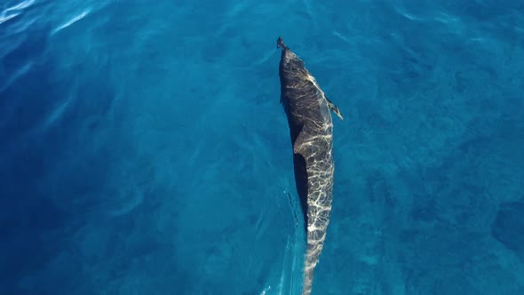 Dolphin swimming in a wild in a crystal blue Indian Ocean in Maldives