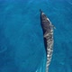 Dolphin swimming in a wild in a crystal blue Indian Ocean in Maldives - VideoHive Item for Sale