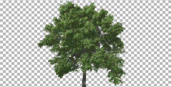 Deciduous V 3 alt