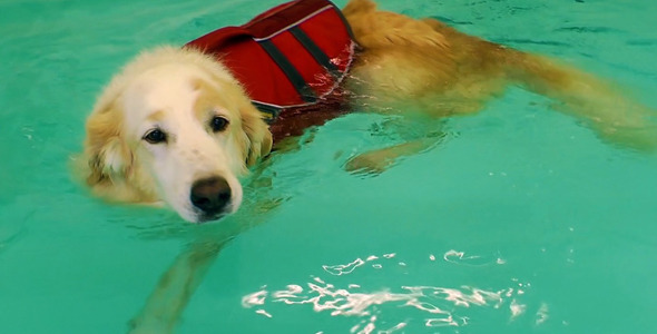Dog is Swimming in the Swimming Pool