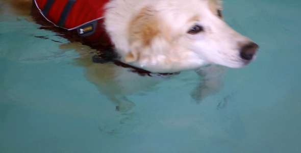 Dog is Swimming in the Swimming Pool 3