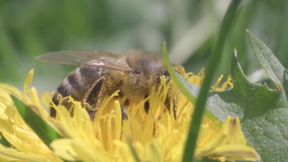 A Bee Collects Pollen From a Dandelion