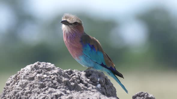 Lilac-breasted roller on a rock