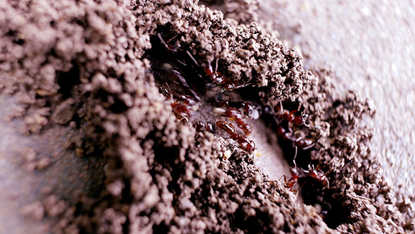 Ant Building Colony 01