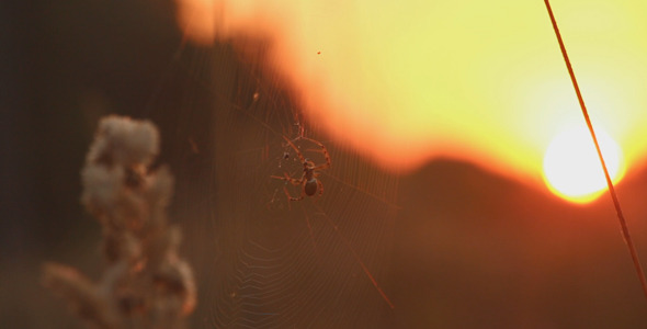 Spider in a Field at Sunset