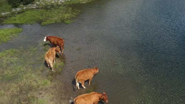 Herd Of Cows On Banderishki Lakes Fish Lake 4