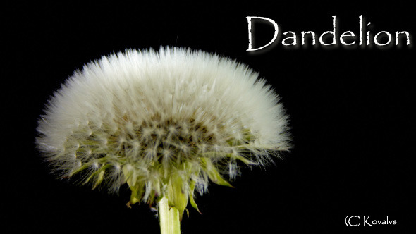 Dandelion 2