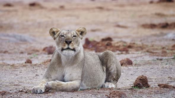Adult lioness bellows and calls while resting on a dry savanna plain. Telephoto, full shot.