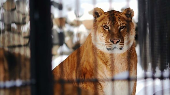 Liger Mom And Cub