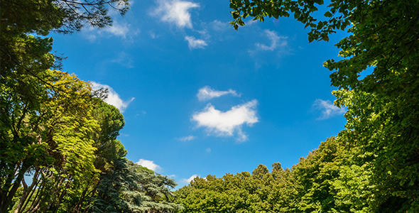 Sky and Clouds Framed by Trees