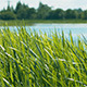 Grass and Pond - VideoHive Item for Sale