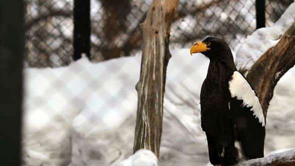 Steller's Sea Eagle