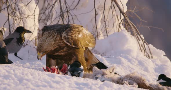 Majestic Golden Eagle Eats on a Prey in the Mountains at Winter