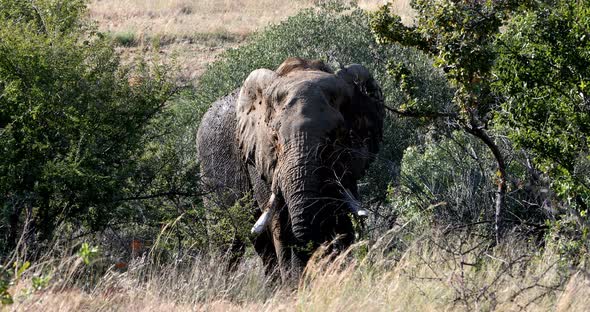 Elephant in Pilanesberg, South Africa wildlife safari.