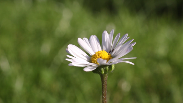 Sliding Flowers 01 alt