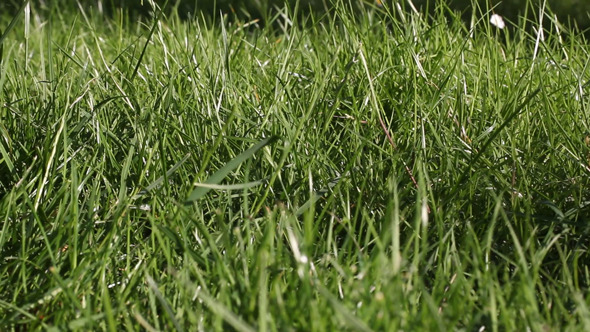 Sliding Grass 01 alt