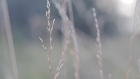 Wheat Spikelets