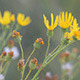 Wild Flowers - VideoHive Item for Sale