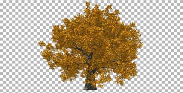 Oak Fall V1 alt