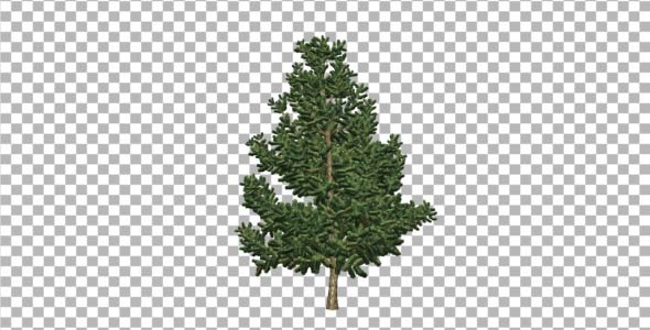 Pine V6 alt