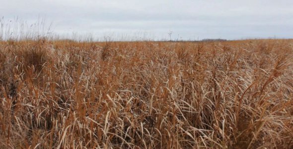 Wild Field in November