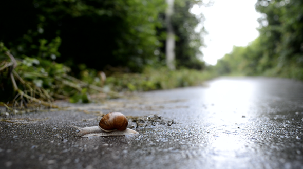 Snail Movement