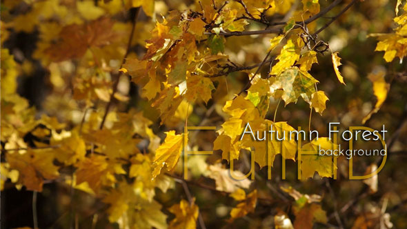 Autumn Maple Forest