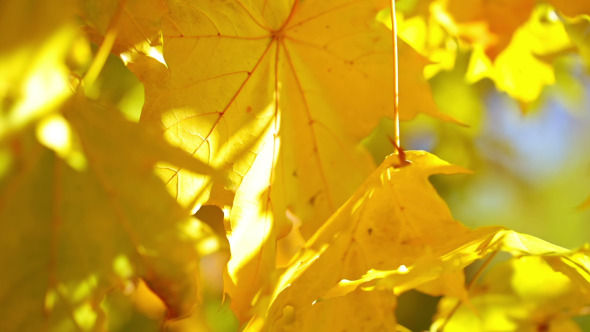 Autumn Background with Leaves