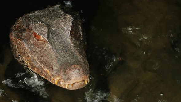 Portrait of a Crocodile