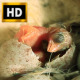 Bird Coming to Life (3 Pack) - VideoHive Item for Sale