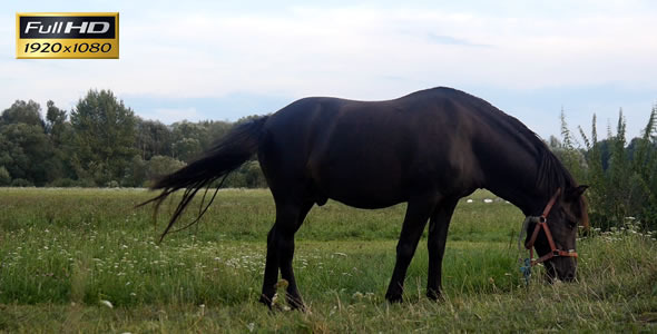 Horse on a Meadow alt