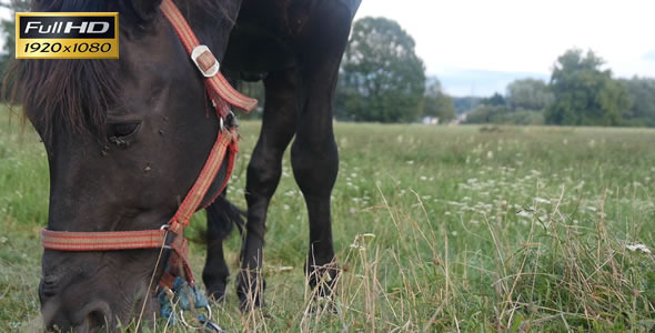 Horse on a Meadow 2