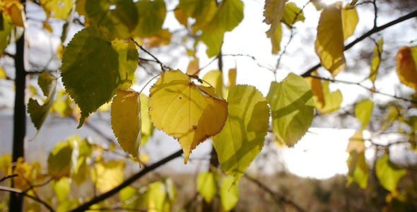 Autumn Leaves