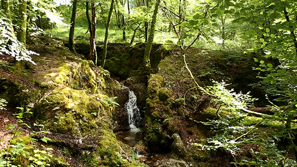 Forest Waterfall