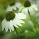 Romantic Swan Echinacea in the Garden - VideoHive Item for Sale