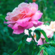 Pink Rose in the the Garden - VideoHive Item for Sale