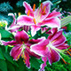 Pink Lily Bloomed in the Garden - VideoHive Item for Sale