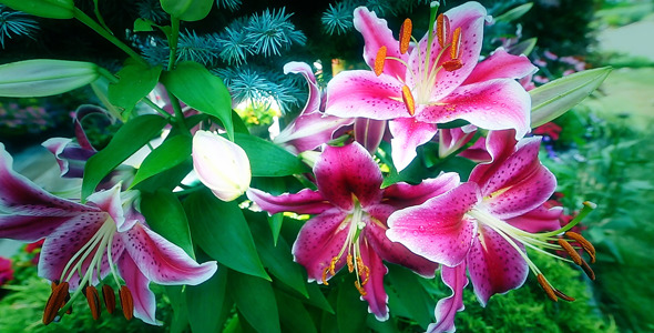 Pink Lily Bloomed in the Garden