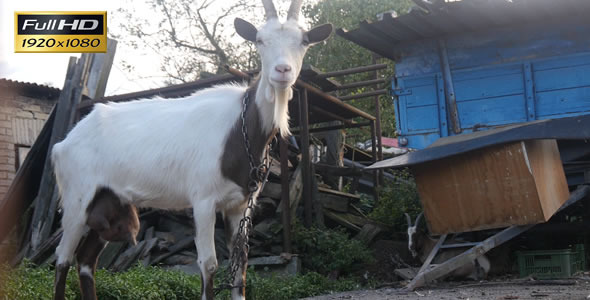 Goat on the Farm