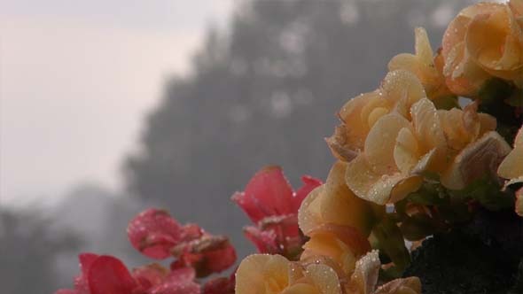 Flowers and Rain